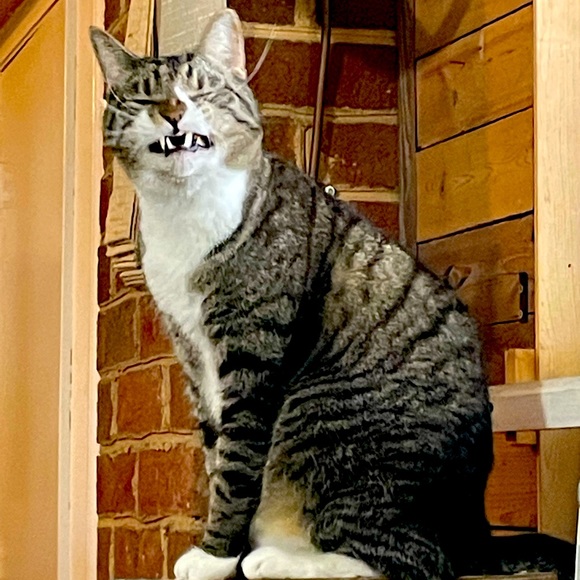 Meet your Posher, Alison - Picture 1 of 1